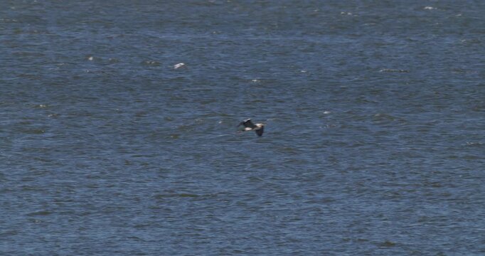Grey heron flying over Curonian Lagoon waters at dawn with panning shot
