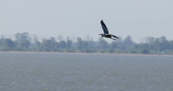Grey heron flying over Curonian Lagoon waters at dawn with panning shot