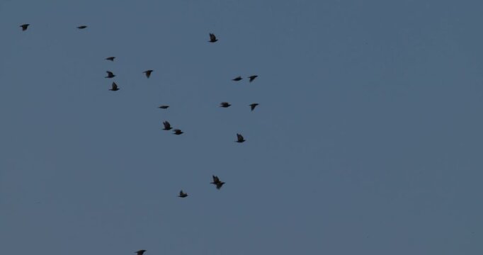 Flock of starlings performing murmuration against blue sky at dawn
