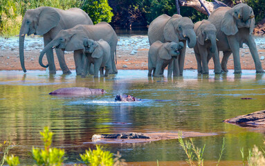 A group of elephant families go to the water's edge for a drink at sunset - African elephants standing near lake in Kruger National Park, South Africa © muratart