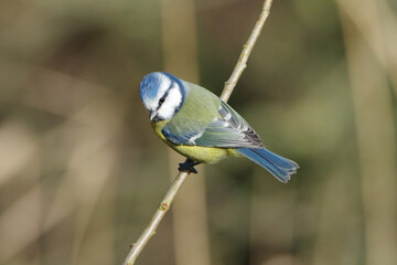 Eurasian Blue Tit (Cyanistes caeruleus) perched on a tree branch in spring, close-up shot of a small colorful songbird in its natural habitat © Badr