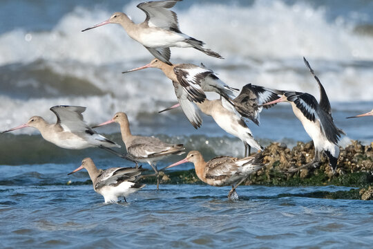 Flock of Black-tailed godwits feeding and flying over the sea, migratory shorebirds in natural coastal habitat
