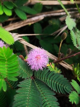 Close Up of a delicate pink Mimosa Pudica flower surrounded by vibrant green leaves and foliage in a natural outdoor setting, with shallow depth of field and soft background blur.