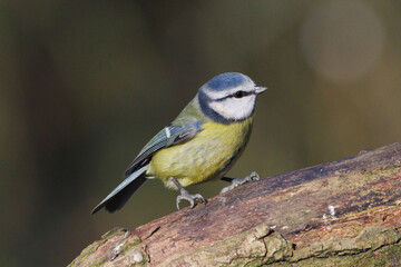 Eurasian Blue Tit (Cyanistes caeruleus) perched on a mossy wooden log in its natural habitat, close-up wildlife photography © Badr