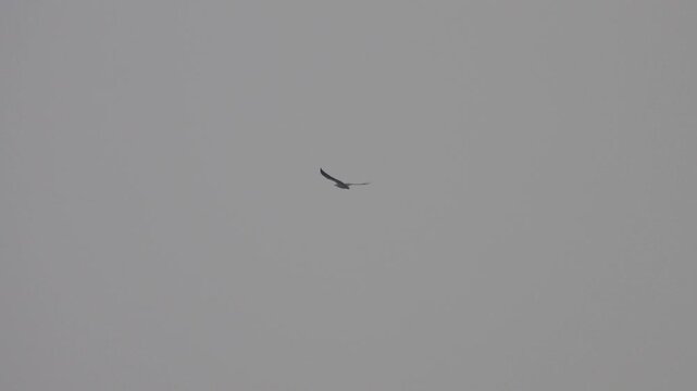 .White-bellied sea eagle (Haliaeetus leucogaster) circles over the mountains. Hong Kong