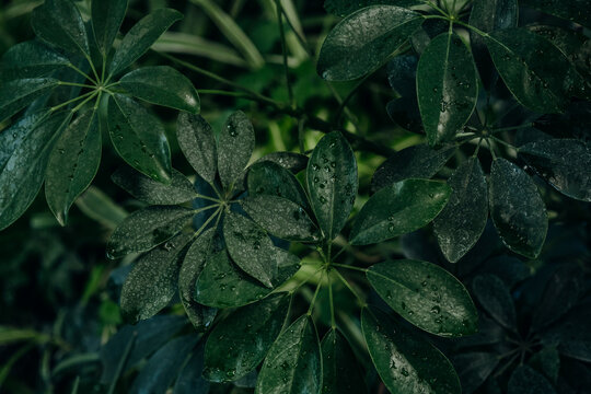 Schefflera arboricola with water droplets on foliage for concepts of indoor freshness, moisture and tropical greenery