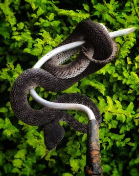 Mangrove Pit Viper, Trimeresurus purpureomaculatus, with a background of vegetation. Mangrove pit vipers come in dark or black color variations.