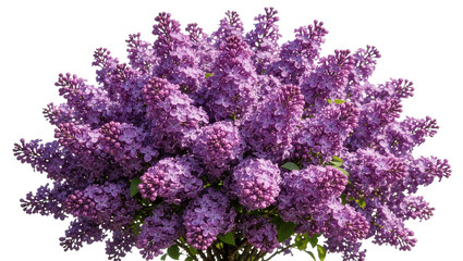 Abundant purple lilac bush with dense flower clusters, isolated on transparent background © iPNG