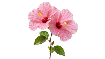 Two delicate pink hibiscus flowers with green leaves, isolated on transparent background © iPNG