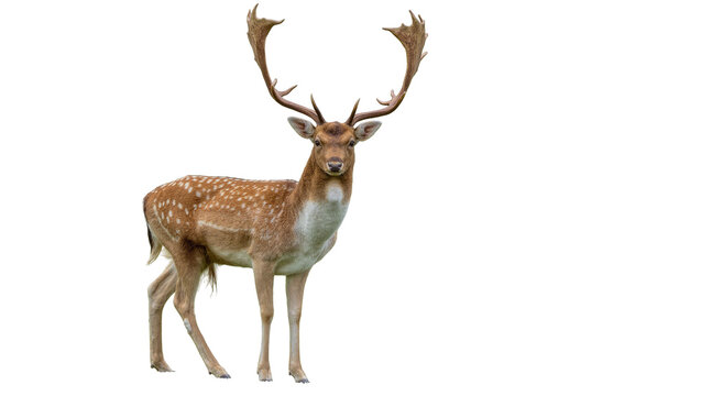 Majestic fallow deer with large antlers, isolated on transparent background