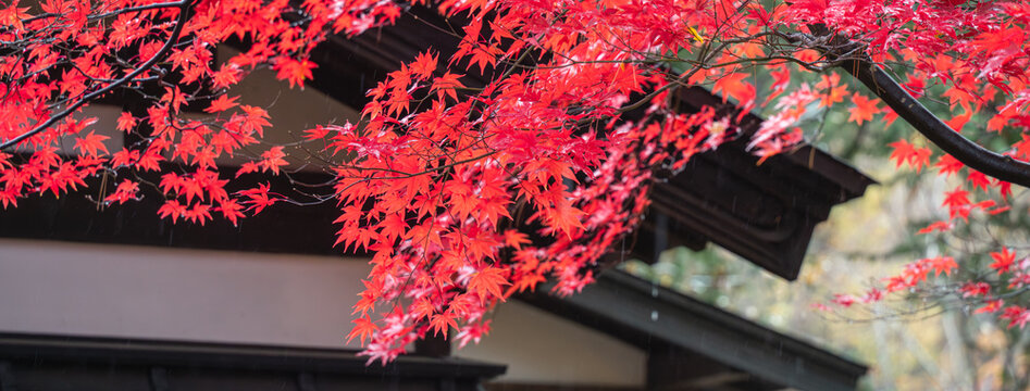 Beautiful autumn maple tree leaves with orange and red foliage against blue sky.