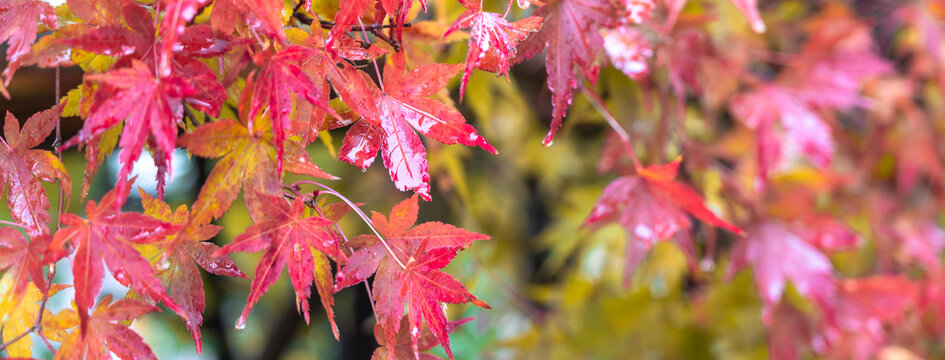 Beautiful autumn maple tree leaves with orange and red foliage against blue sky.