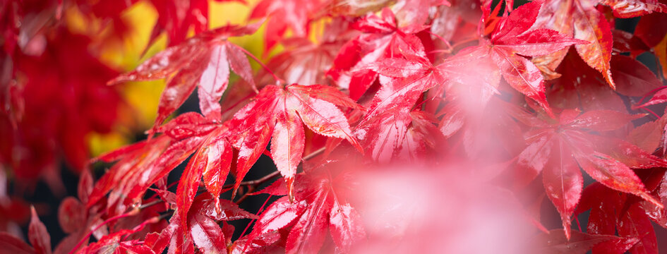 Beautiful autumn maple tree leaves with orange and red foliage against blue sky.