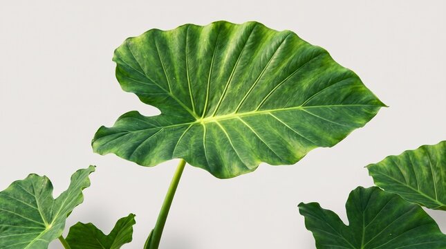 Large green alocasia leaves arranged against a plain white background with prominent veins arranged clean white studio close