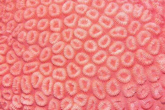 Organic texture of the hard coral in trendy coral color .