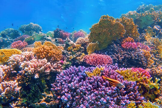Beautiful tropical coral reef with diversity of hard corals.