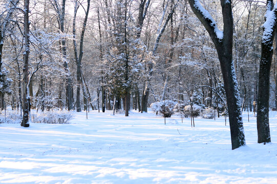 Winter forest landscape with snow-covered trees and bright sunlight. Picturesque view of a winter park or forest on a sunny day. Close-up of a tree trunk covered with fluffy snow. Winter landscape, co