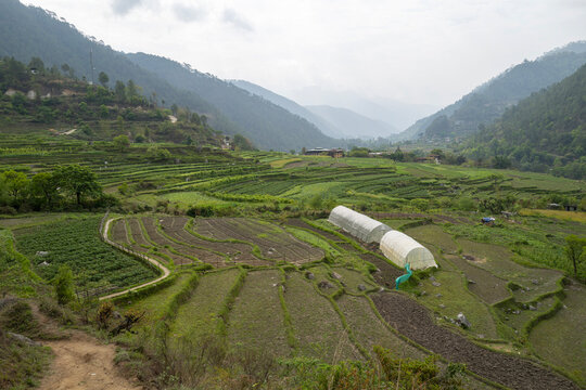 Terraced farmland with greenhouse tunnels in a mountain valley, Punakha, Punakha, Bhutan