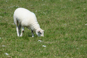 Cute domestic sheep grazing on a green meadow in Scotland. © Raisa