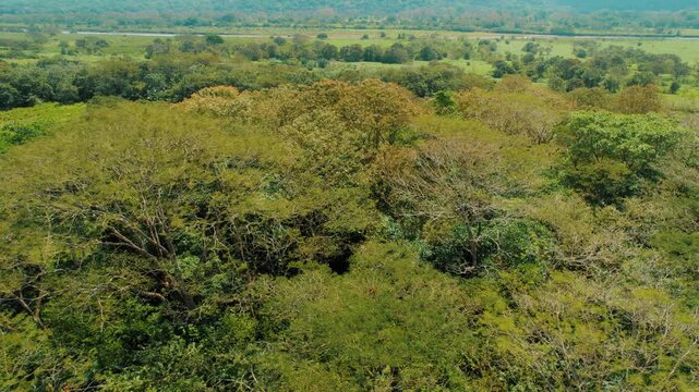 Lush green tree canopy in tropical rainforest region of Costa Rica