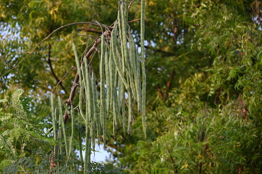 Green drumstick pods or moringa oleifera hanging from a Moringa tree. Its other common name is horseradish tree and&nbsp;malunggay. It is widely cultivated for its young&nbsp;seed pods&nbsp;and leaves.