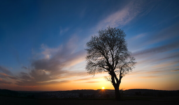 Silhouetted bare lone tree with beautiful tranquil orange and blue sunset sky and the setting sun on the horizon