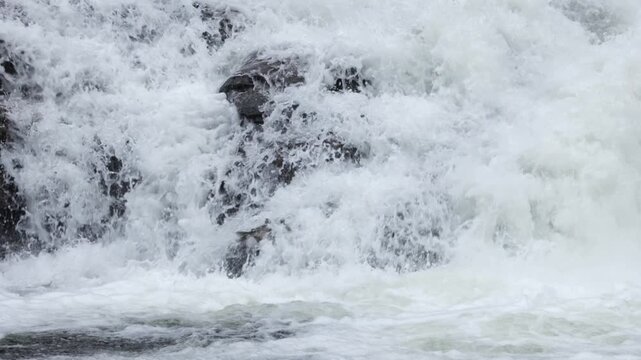 Salmon trying to jump up a large waterfall in slow motion