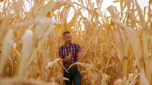 Farmer walking between rows of corn examining crops during sunset in field.