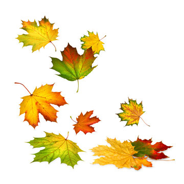 Colorful maple autumn leaves falling down on white or transparent background. Studio isolated ornamental foliage with copy space.