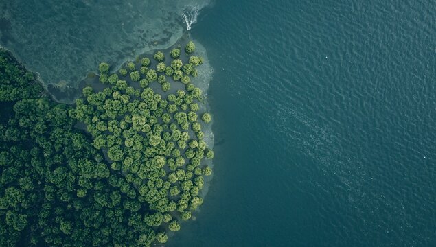 Lush Green Forest Edge Meeting Blue Ocean