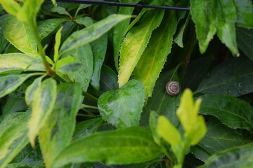 Snail on a green leaf. Close-up of a bush with lush green foliage and raindrops © LineDP