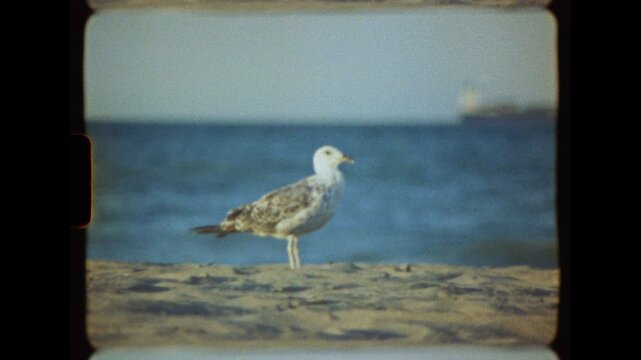 Seagull stands on the sand by the blue ocean and looks around, filmed on authentic Super 8 film