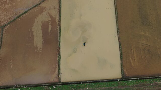 Fisherman Casting Net In Flooded Paddy, Asian Wader Creating Circular Ripples And Patterns, Aerial Drone Captures Dynamic Motion On Shallow Water, Muted Earth Tones, Phong Nha Vietnam