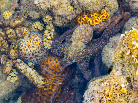 Octopus Resting Within a Shallow Coral Reef Habitat