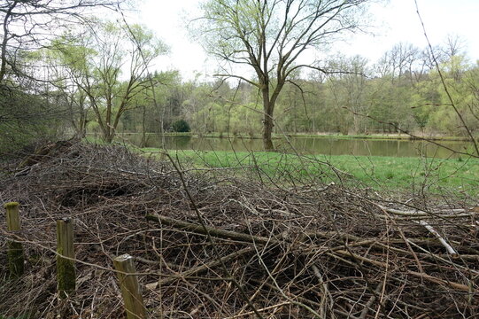 Benjes-Hecke an einem Teich bei Heftrich