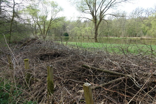 Benjes-Hecke an einem Teich bei Heftrich
