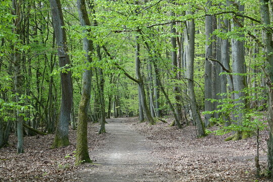 Waldweg im Fr&uuml;hling