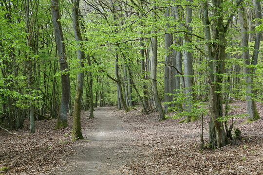 Waldweg im Fr&uuml;hling