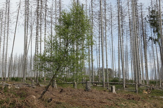 Waldsterben im Taunus