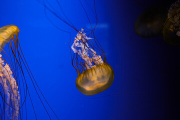 Jellyfish swimming in water with blue background at an aquarium during daytime © ir1ska