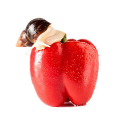 Giant Achatina snail on fresh bell pepper against background © Pixel-Shot