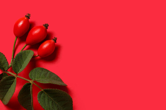 Fresh rose hip berries and leaves on red background