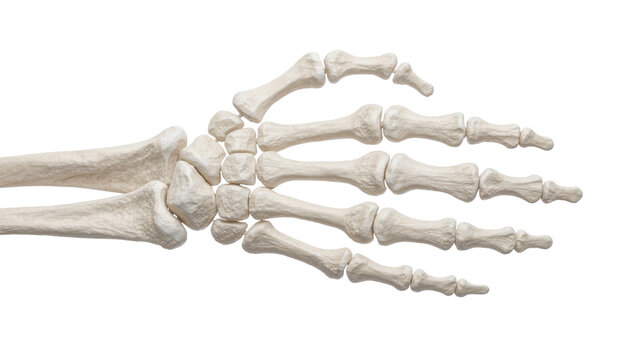 Human skeletal hand and wrist bones, isolated on transparent background