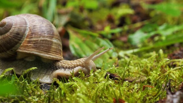 snail on a green leaf