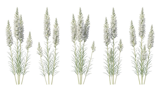 Set di piante selvatiche con fiori bianchi su fondo bianco