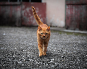 Alpha Cat © Daryl
