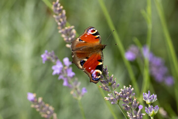 A close-up of a peacock butterfly (Aglais io) perched on a lavender flower spike with open wings against a blurred background with copy space. Wildlife macro photography. © Mariia