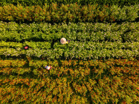 Aerial view of flower pickers wearing traditional conical hats working in a vibrant flower field in Bali, Indonesia.