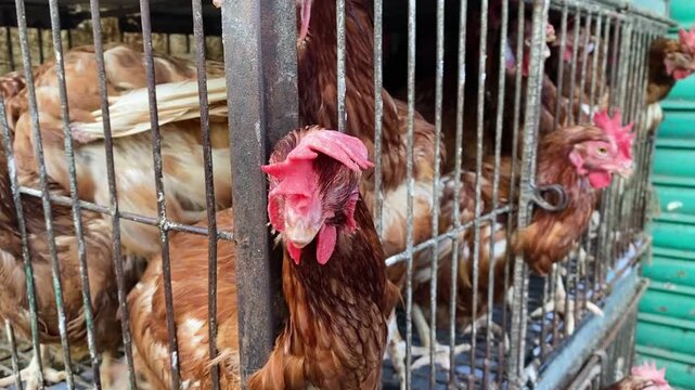 Red Layer Hens Confined in a Metal Cage at a Local Market