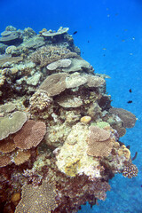 Tropical coral reef wall in clear blue Okinawa waters © bongoman